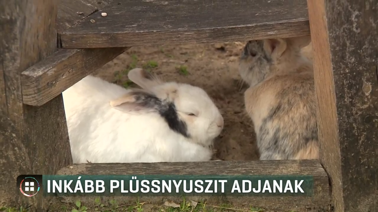 Igazi helyett plüssnyuszit javasolnak az állatvédők húsvéti ajándékként